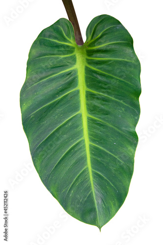 Green leaf isolated on white background with clipping path.