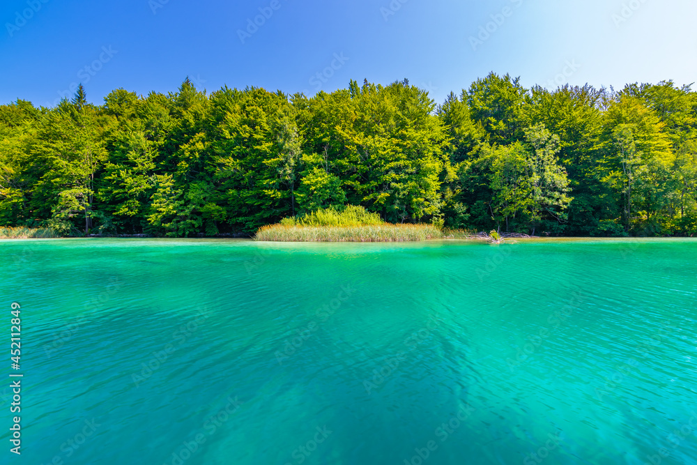 Plitvice lakes, view of forest and plants from the lake.