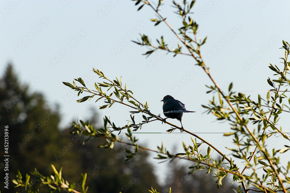 red winged blackbird perched on a twig red winged blackbird perched on a twig