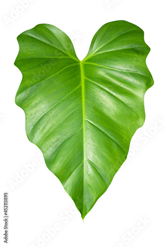Tropical green leaf  in shape of love heart  isolated on white background with clipping path.