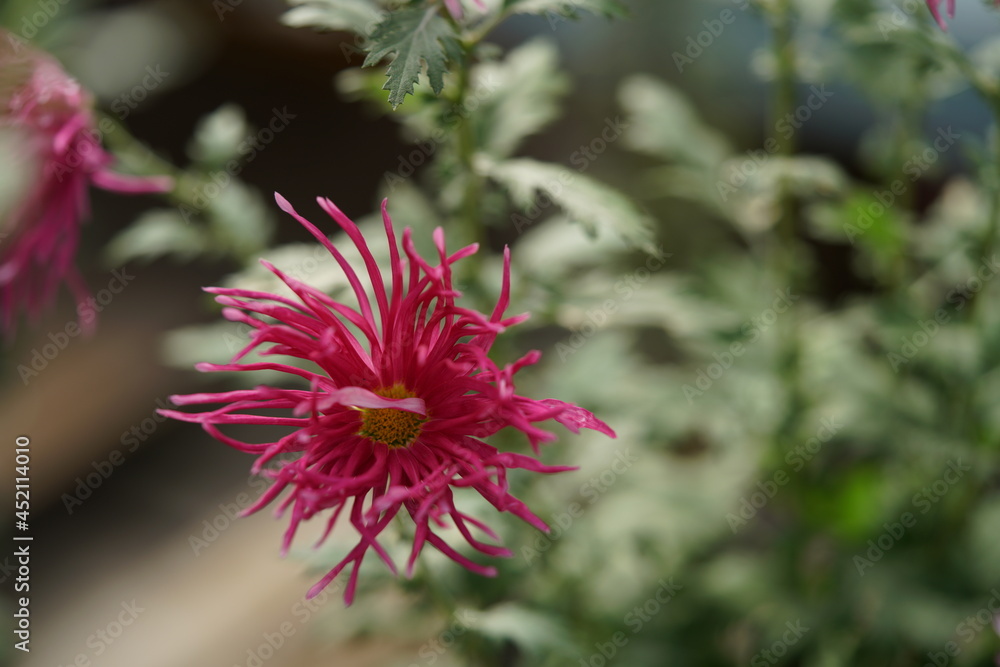 Red flowers of Chrysanthemum 'Edo Giku' in full bloom
Red flowers of Chrysanthemum 'Edo Giku' in full bloom