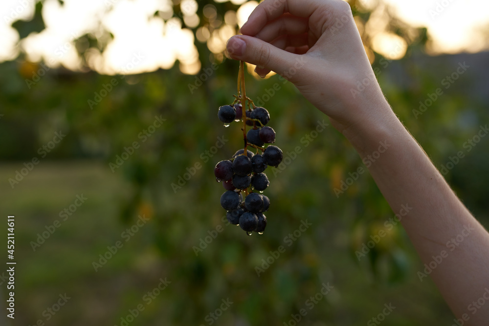 grapes nature fresh air organic green leaves