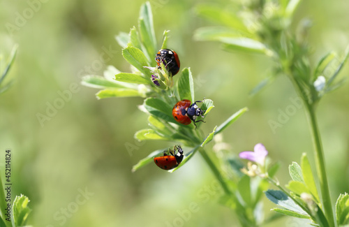 Three ladybugs among herbs  against a blurred green background ...