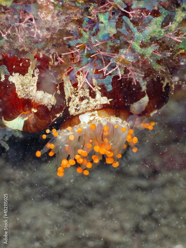 Orange ball corallimorph (Grand Cayman, Cayman Islands) photo