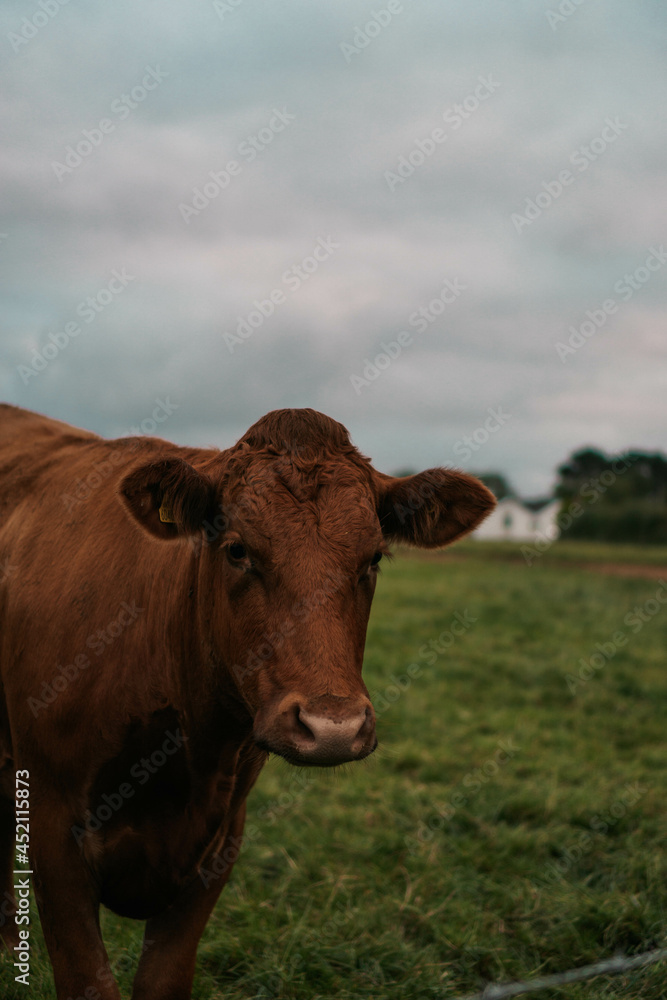 cow in the field