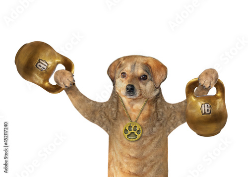 A beige dog athlete lifts golden kettlebells. White background. Isolated. photo