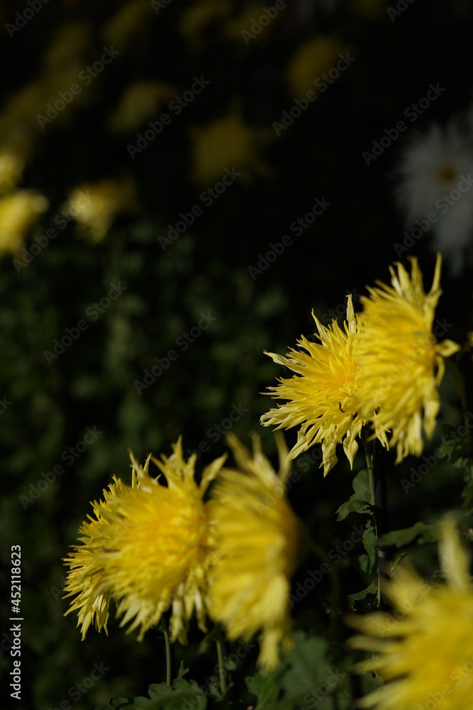 Yellow flowers of Chrysanthemum 'Edo Giku' in full bloom
Yellow flowers of Chrysanthemum 'Edo Giku' in full bloom