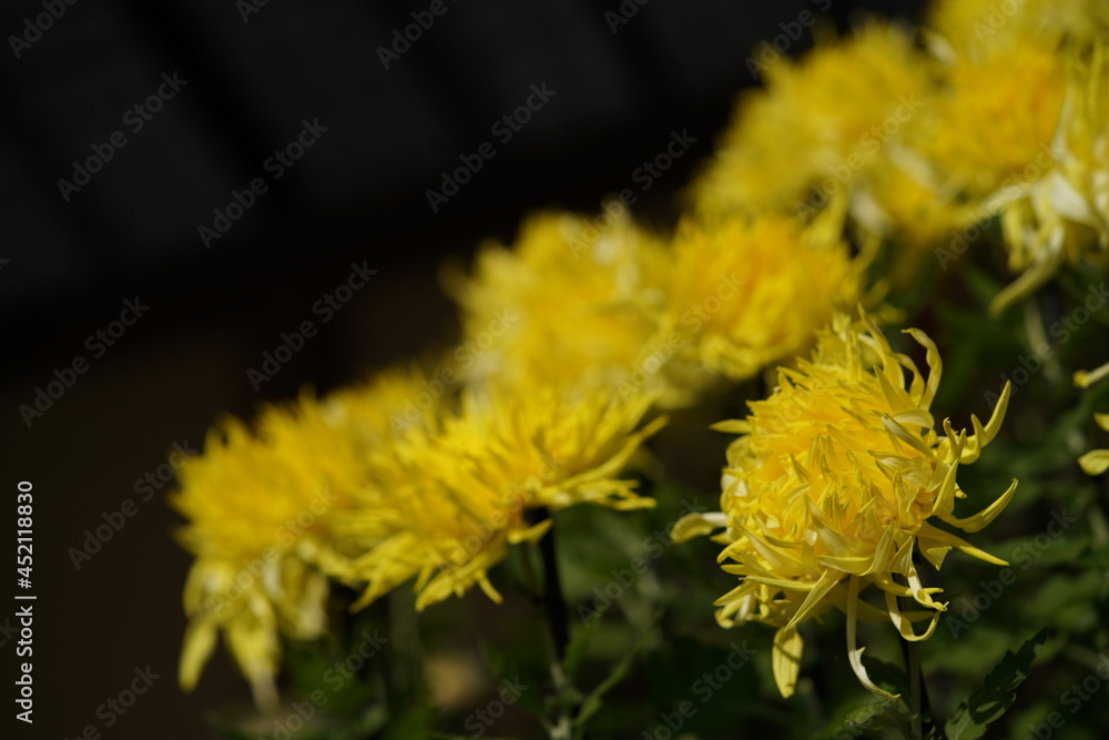 Yellow flowers of Chrysanthemum 'Edo Giku' in full bloom
Yellow flowers of Chrysanthemum 'Edo Giku' in full bloom