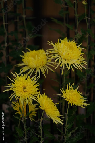 Yellow flowers of Chrysanthemum 'Edo Giku' in full bloom 