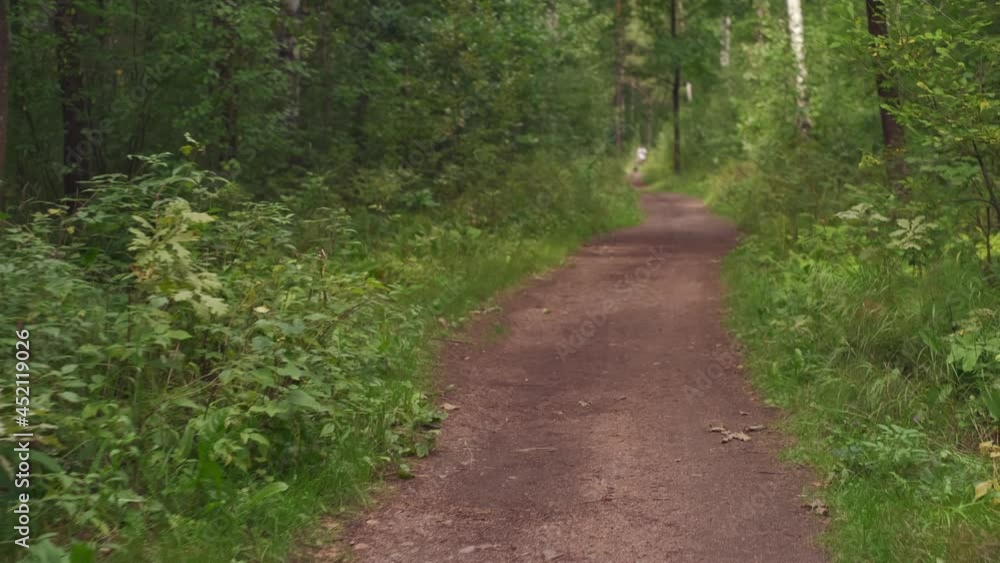 Path made of granite chips in landscape park among dense deciduous trees, summertime. Walks and outdoor recreation. 4k video, beautiful natural background Path made of granite chips in landscape park among dense deciduous trees, summertime. Walks and outdoor recreation. 4k video, beautiful natural background