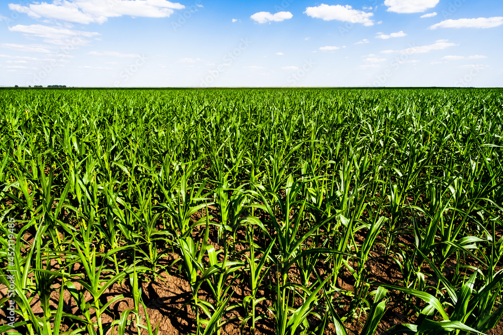 Obraz premium Corn field in summertime. Landscape image of green corn field with blue sky.