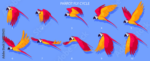 Red Parrot Fly cycle frame by frame loopable vector file ready for 2D animation, the editable Illustration source file for motion graphics, infographics, animated video, explanatory, E-learning