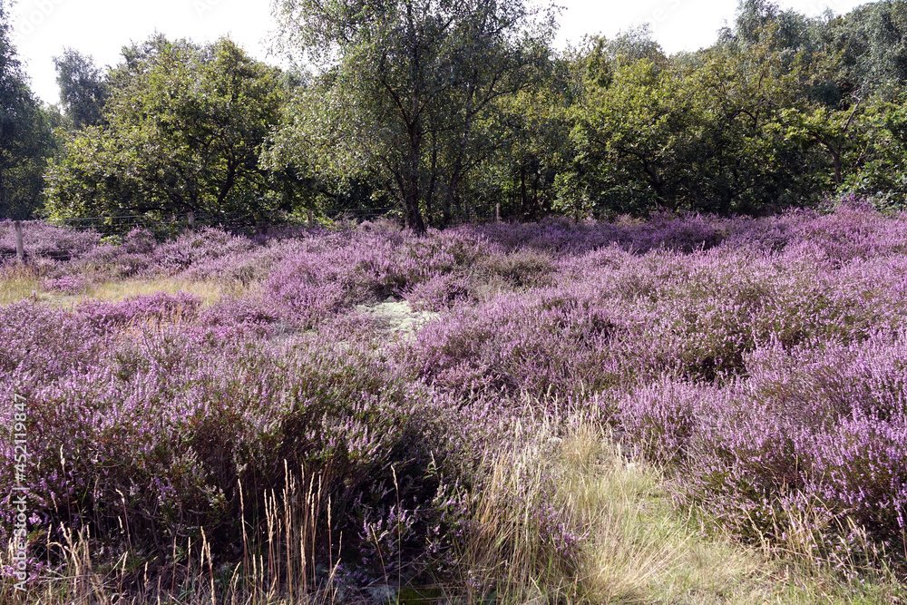 Obraz premium Heather in woodland Solleveld of The Hague