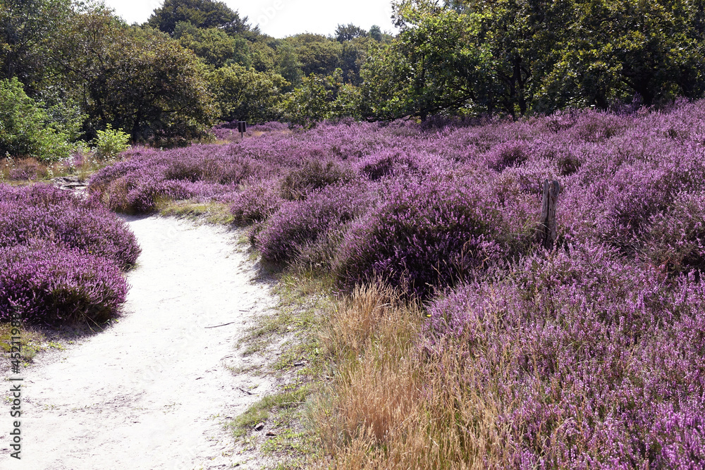 Heather in woodland Solleveld of The Hague Heather in woodland Solleveld of The Hague