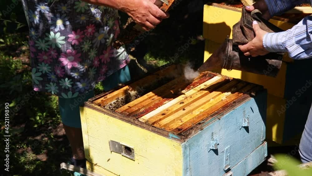 beekeepers fumigate an open hive and check the frames with honey beekeepers fumigate an open hive and check the frames with honey