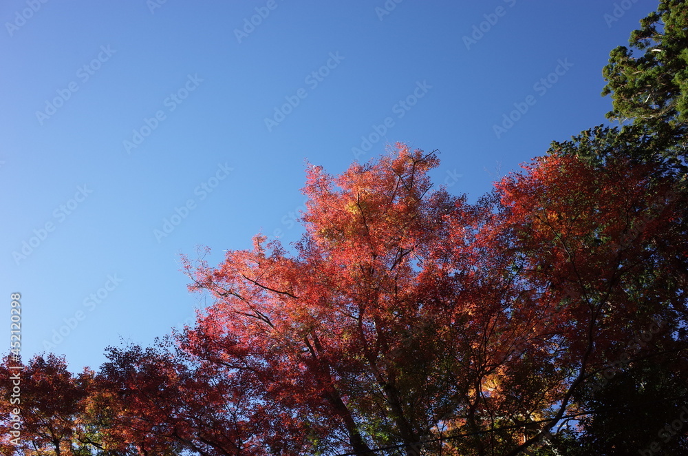 Red autumn leaves of Japanese Maple
