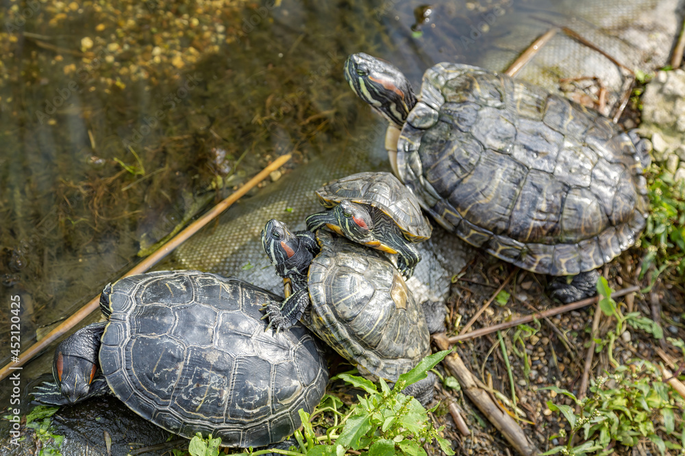 Small water turtle near the shore of a pond on a sunny day Small water turtle near the shore of a pond on a sunny day