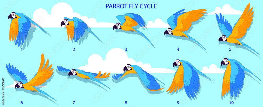 Blue Macaw Fly cycle frame by frame loopable vector file ready for 2D animation, the editable Illustration source file for motion graphics, infographics, animated video, explanatory, E-learning