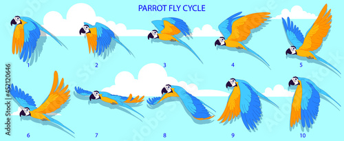 Blue Macaw Fly cycle frame by frame loopable vector file ready for 2D animation  the editable Illustration source file for motion graphics  infographics  animated video  explanatory  E-learning