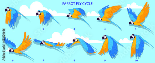 Blue Macaw Fly cycle frame by frame loopable vector file ready for 2D animation, the editable Illustration source file for motion graphics, infographics, animated video, explanatory, E-learning