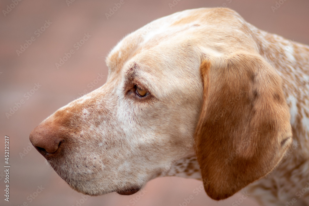 head shot portrait of a dog head shot portrait of a dog