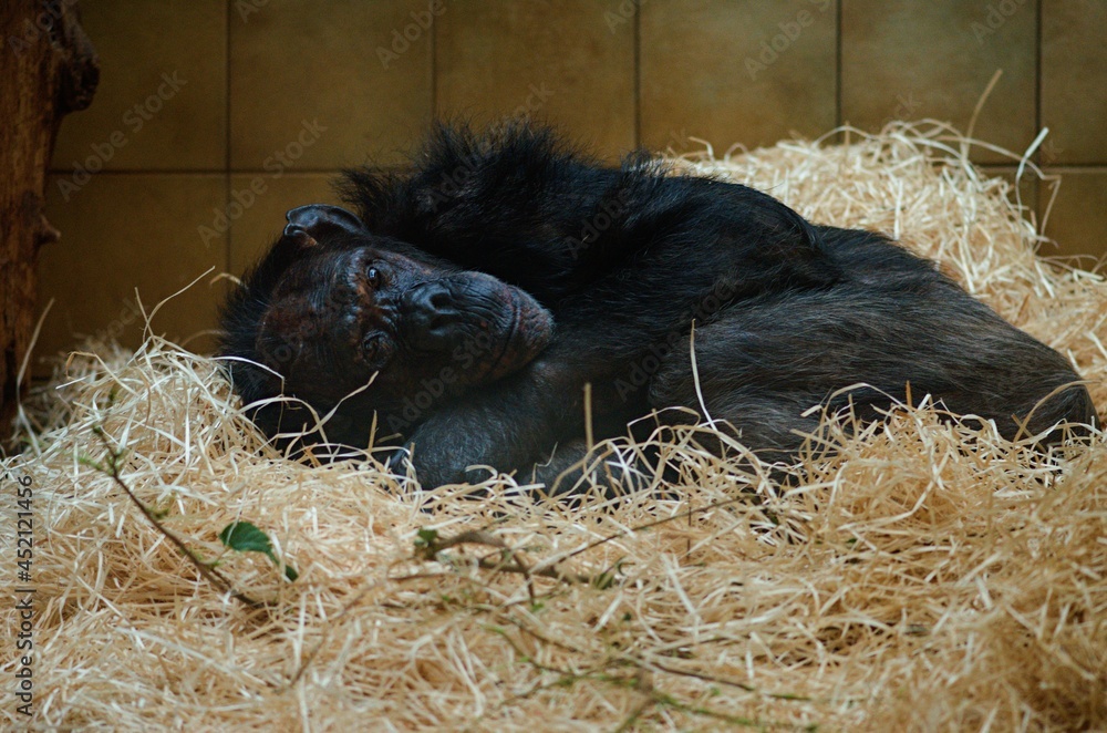 chimpanzee in the zoo chimpanzee in the zoo