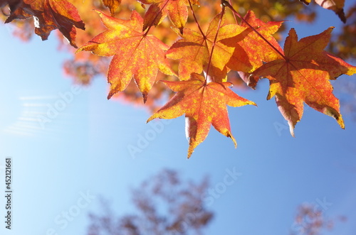 Red autumn leaves of Japanese Maple
