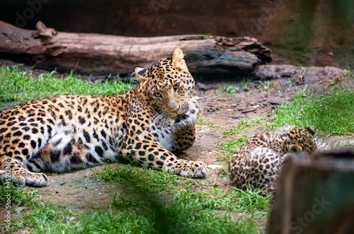 licking leopard