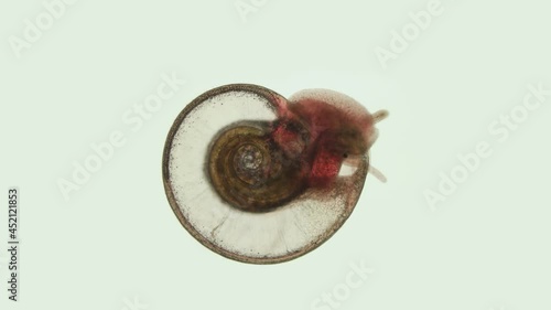 Snail Family Planorbidae under microscope, order Pulmonata. Possibly species Anisus sp. They live in fresh water and are intermediate hosts of dangerous human parasites. photo