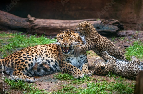 hissing leopard with cubs