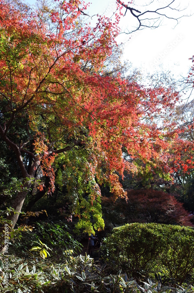 Red autumn leaves of Japanese Maple
Red autumn leaves of Japanese Maple