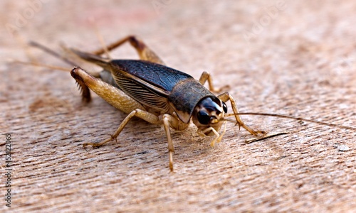 Cricket insects on brown wooden floor © ประพันธ์ บุญเหมาะ