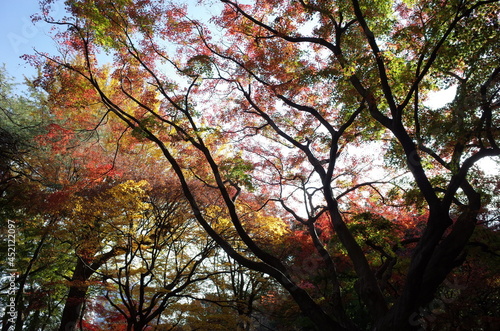 Red autumn leaves of Japanese Maple 