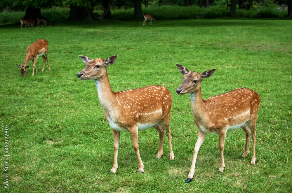 fallow deers in meadow