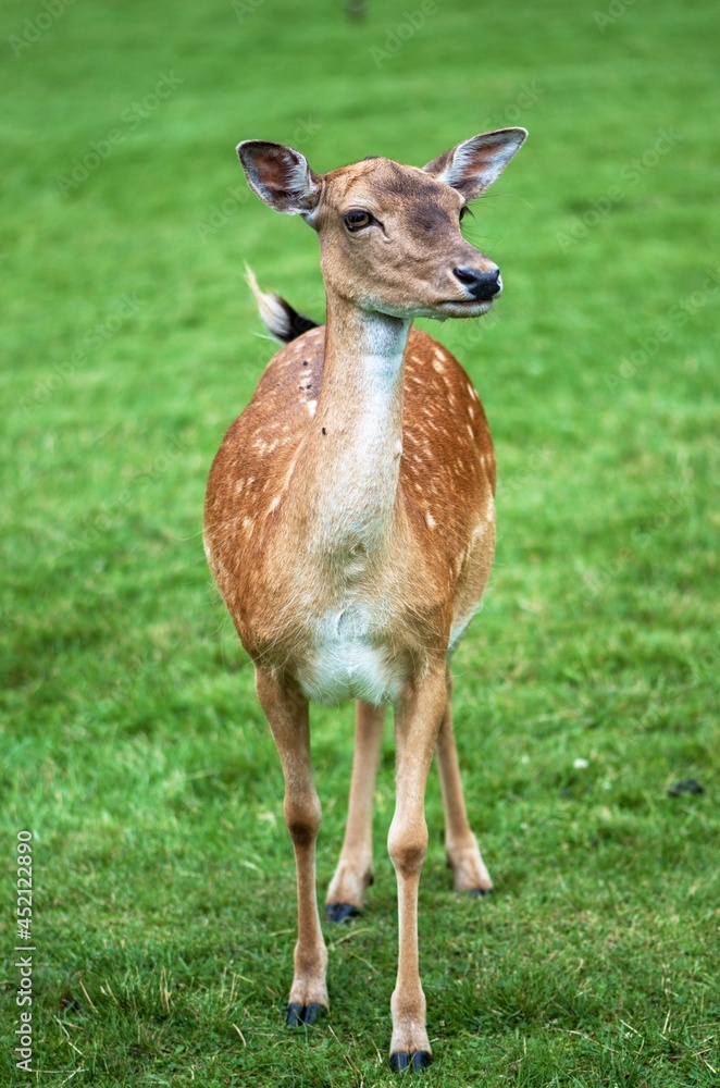 Obraz premium fallow deer in meadow