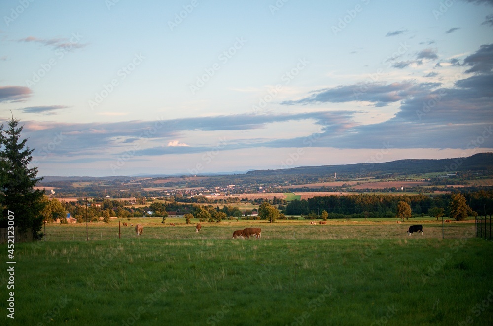 Fototapeta premium cows in the field