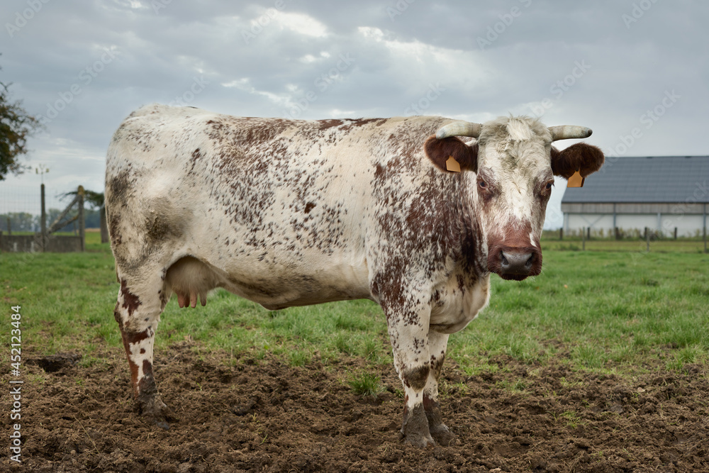 Brown white cow in the meadow Brown white cow in the meadow