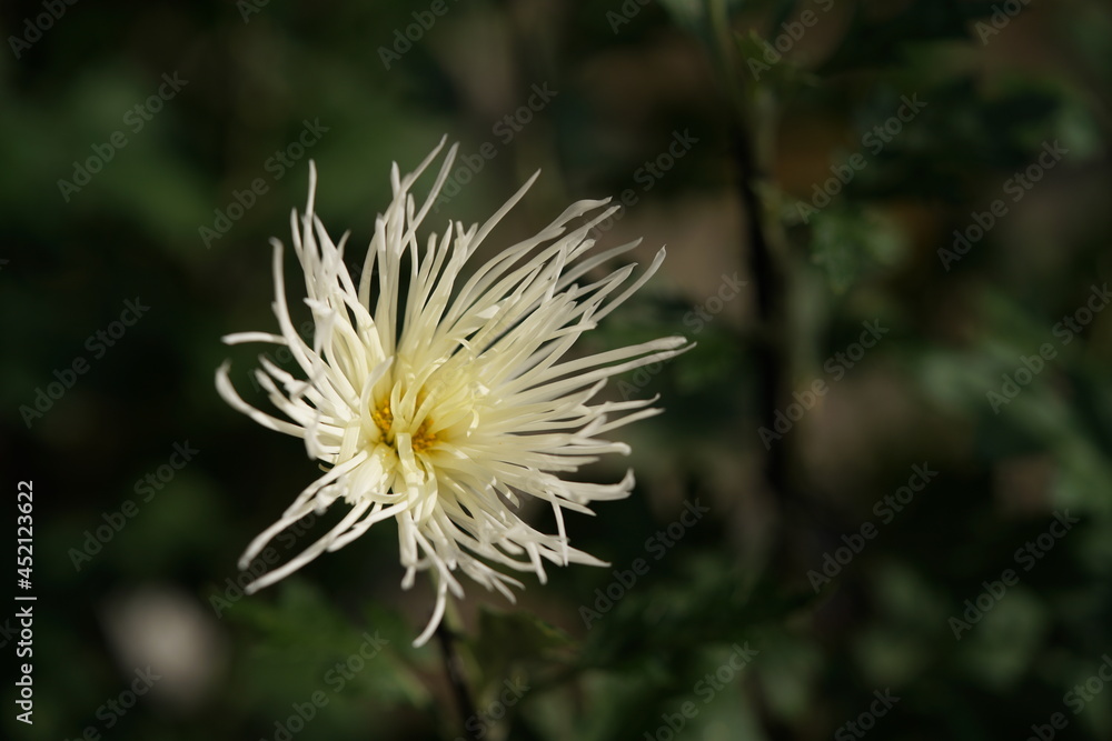 Light Cream flowers of Chrysanthemum 'Edo Giku' in full bloom
Light Cream flowers of Chrysanthemum 'Edo Giku' in full bloom