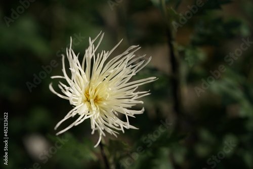 Light Cream flowers of Chrysanthemum  Edo Giku  in full bloom 