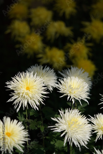 Light Cream flowers of Chrysanthemum 'Edo Giku' in full bloom 