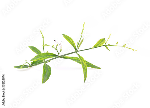 Fresh of Andrographis paniculata plant, Paniculata powder and capsule Isolated on white background