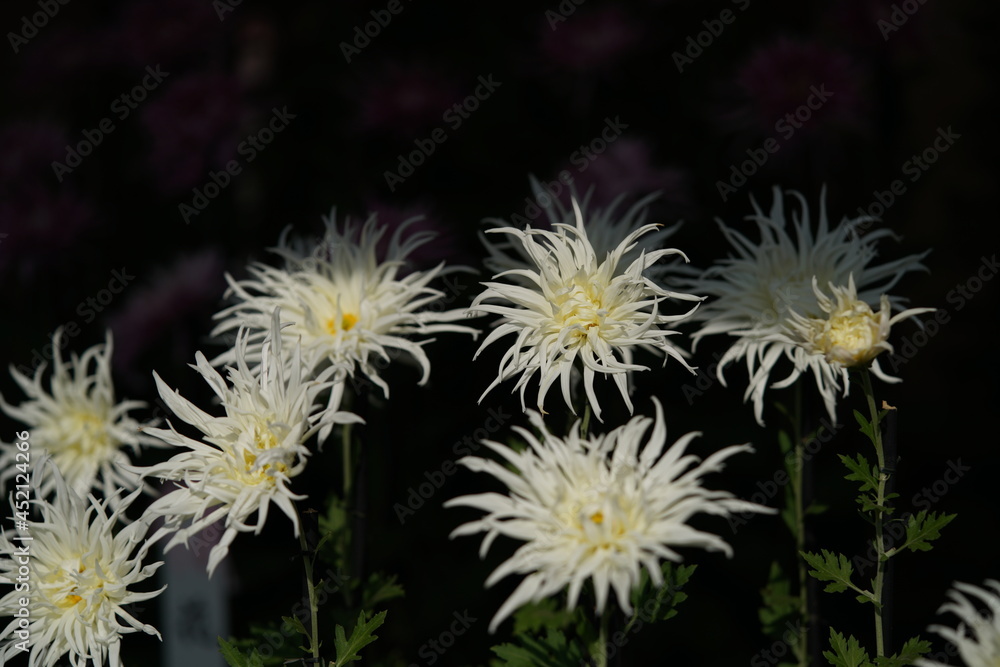 White flowers of Chrysanthemum 'Edo Giku' in full bloom
White flowers of Chrysanthemum 'Edo Giku' in full bloom