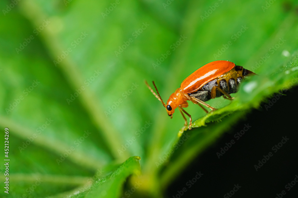 Pumpkin beentle Cucurbit Leaf Beetle or Yellow Squash Beetle it is classified as one of the insect pests. Pumpkin beentle Cucurbit Leaf Beetle or Yellow Squash Beetle it is classified as one of the insect pests.