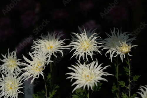 White flowers of Chrysanthemum  Edo Giku  in full bloom 