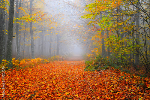 Fototapeta Naklejka Na Ścianę i Meble -  Image of trees in autumn.