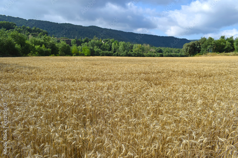 Campo cultivo de trigo cosechado en Cataluña España trigo, cereales ...