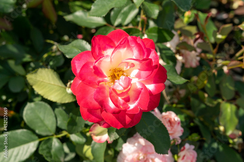 tea rose bush, beautiful flower close-up