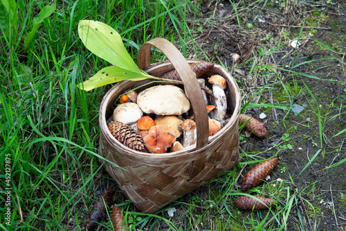 Mushrooms in a basket. Harvesting edible mushrooms in the forest. Boletus mushrooms in a heap in a wicker basket in the grass.