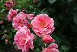 pink rose garden rose bush
