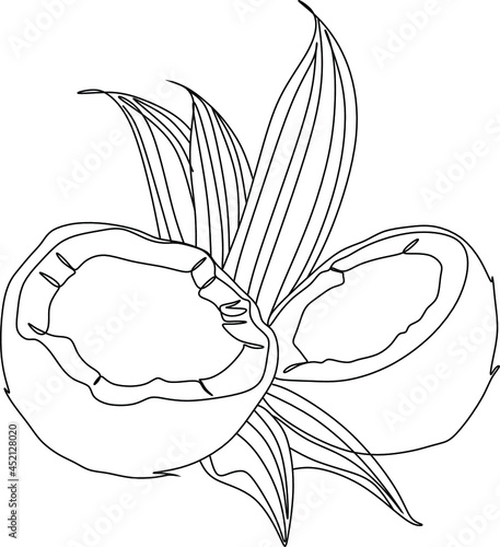 Coconuts with leavesline art